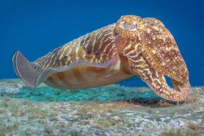 Discover Scuba Diving program: shore + boat dives - Price and value: is $132.17 a fair deal?