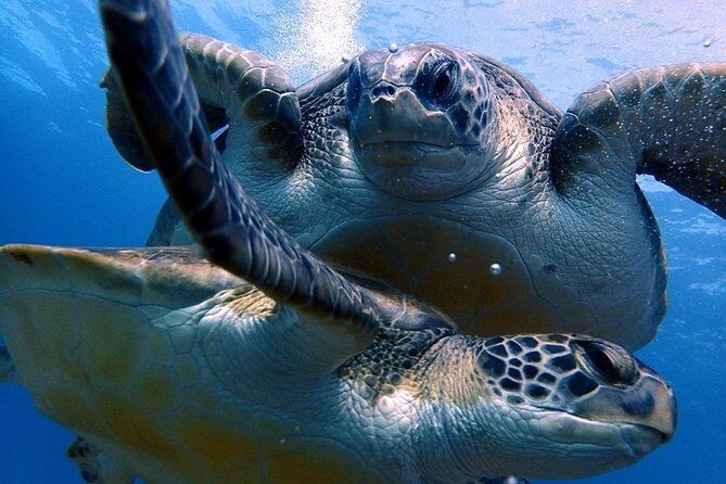 Discover Scuba Diving - Try it for the first time! - Paradise Divers Check-In at Callao Salvaje