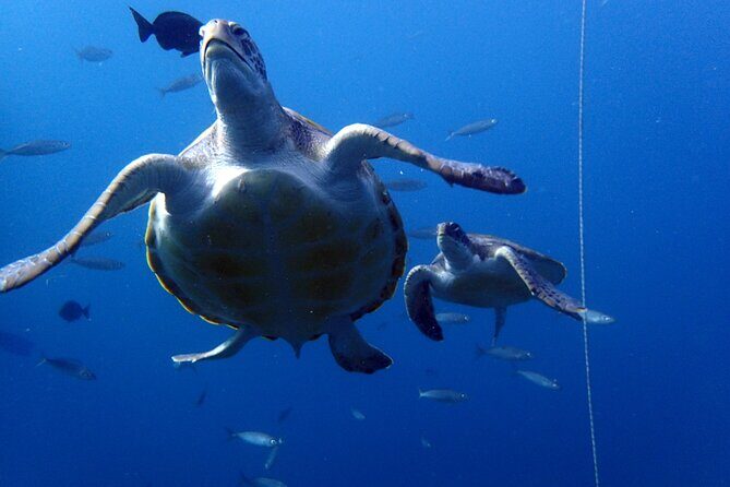 Discover Scuba Diving - Try it for the first time! - Wildlife Chances: Fish and Maybe a Green Sea Turtle