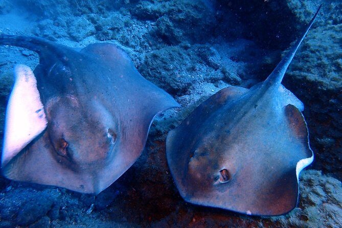 Discover Scuba Diving - Try it for the first time! - Gear Up and Get Your Safety Game Plan