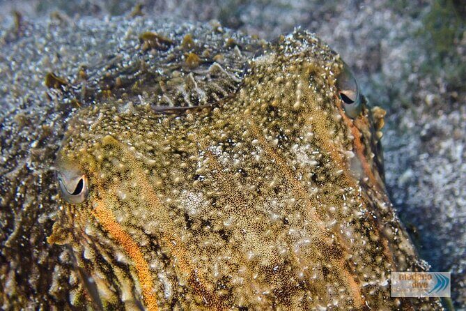 Dive Baptism 1 Dive In Tenerife 3,5h - Why El Medano is a smart place for your first scuba try