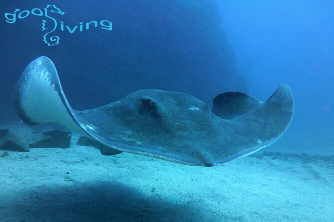 Dives Packages with Transfers in Tenerife - Key Highlights Worth Your Attention