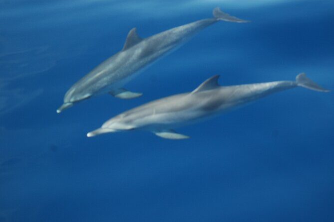 Dolphin and Whale Sailing Tour in Los Gigantes - The skipper factor: spotting plus human warmth