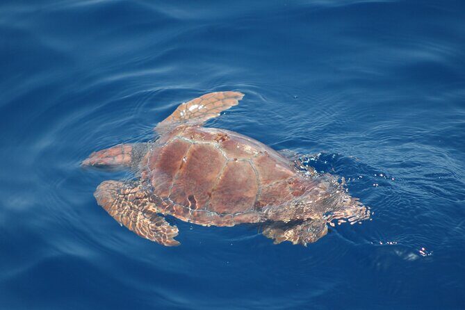 Dolphin and Whale Sailing Tour in Los Gigantes - Timing and getting to the marina: arrive early