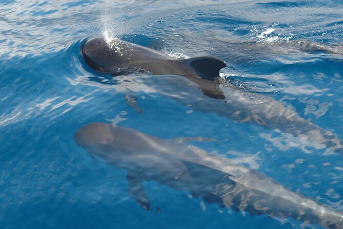 Dolphin and Whale Sailing Tour in Los Gigantes - How dolphin and whale sightings usually play out