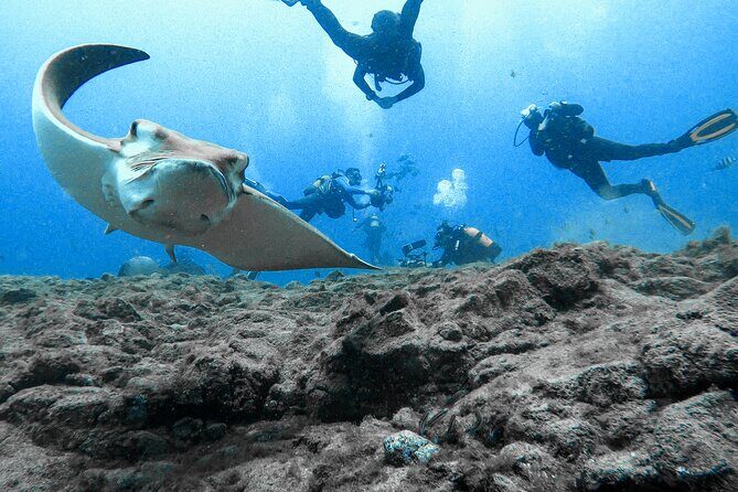 First Dive Experience in Tenerife - Shore access and the equipment rhythm: less stress, better focus