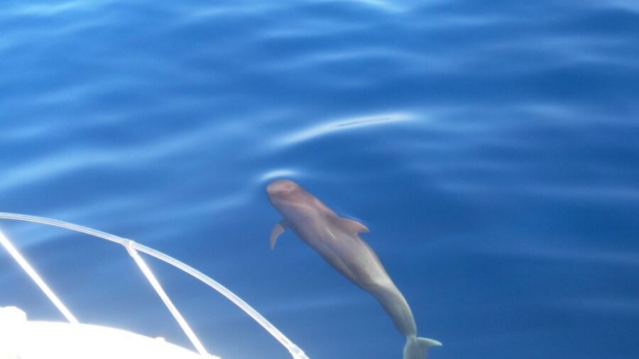 From San Juan beach : Marine Life Cruise - Key things to know before you go