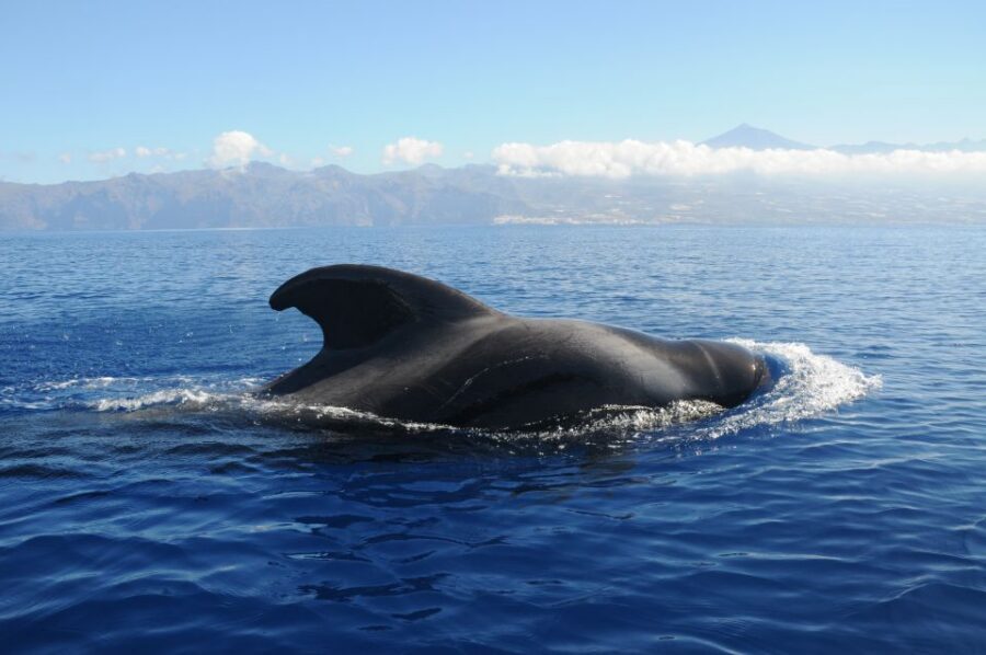 From San Juan beach : Marine Life Cruise - Onboard Sea Passion: comfort, snacks, and the captain’s marine lesson