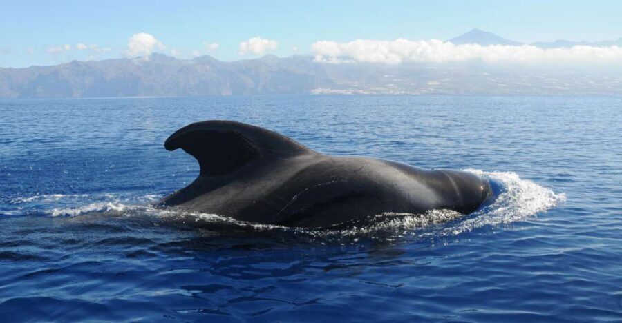 From San Juan beach : Marine Life Cruise - What you’re likely to see: pilot whales, dolphins, and other ocean signs