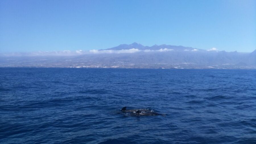 From San Juan beach : Marine Life Cruise - Snorkeling expectations: masks included, conditions decide