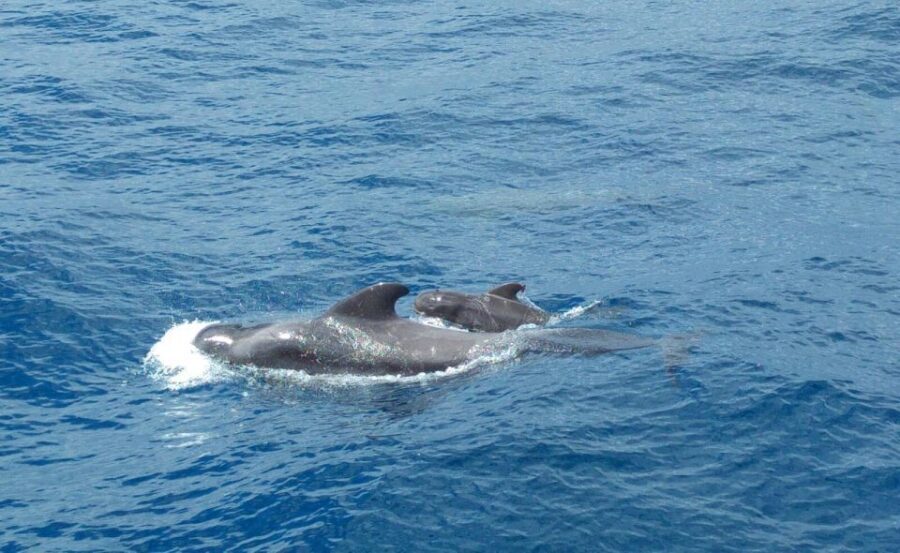 From San Juan beach : Marine Life Cruise - Heading south of La Gomera and reaching the pilot whale area