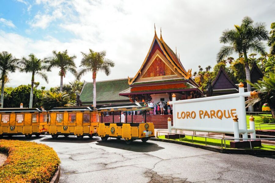 From South Tenerife: Loro Park Zoo Ticket & Hotel Transfers - The Real Star: Orca Ocean, Killer Whales, and the Splash-Zone Reality