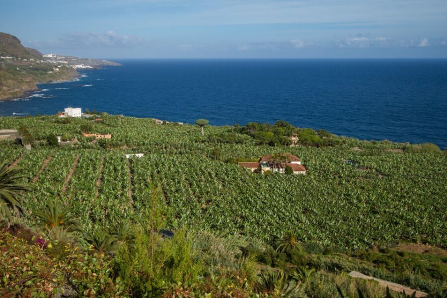 From South Tenerife: VIP Grand Tour Tenerife island - Vilaflor: A Thoughtful Passing Moment at Higher Elevation