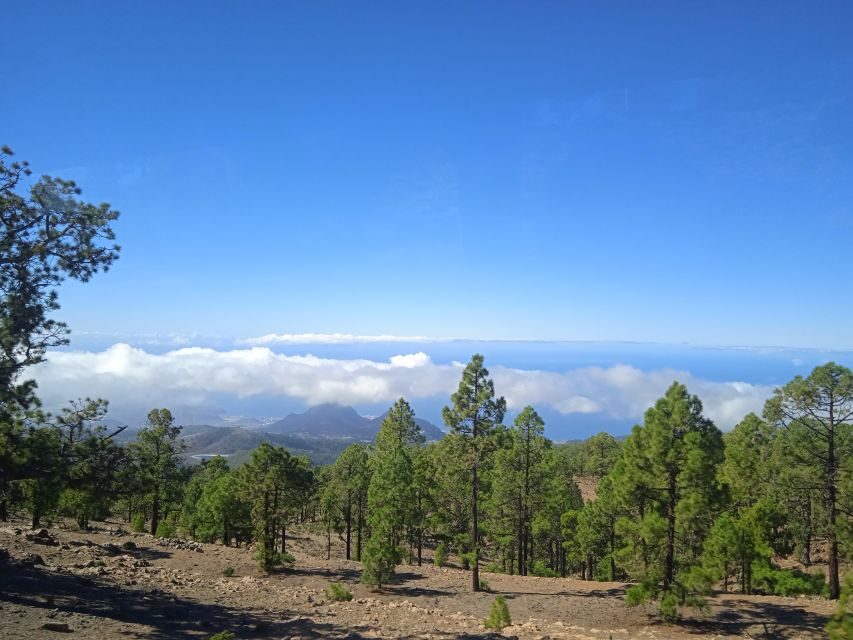 From Tenerife: Teide National Park Guided Day Trip by Bus - South Tenerife to Teide National Park: the ride that sets the mood