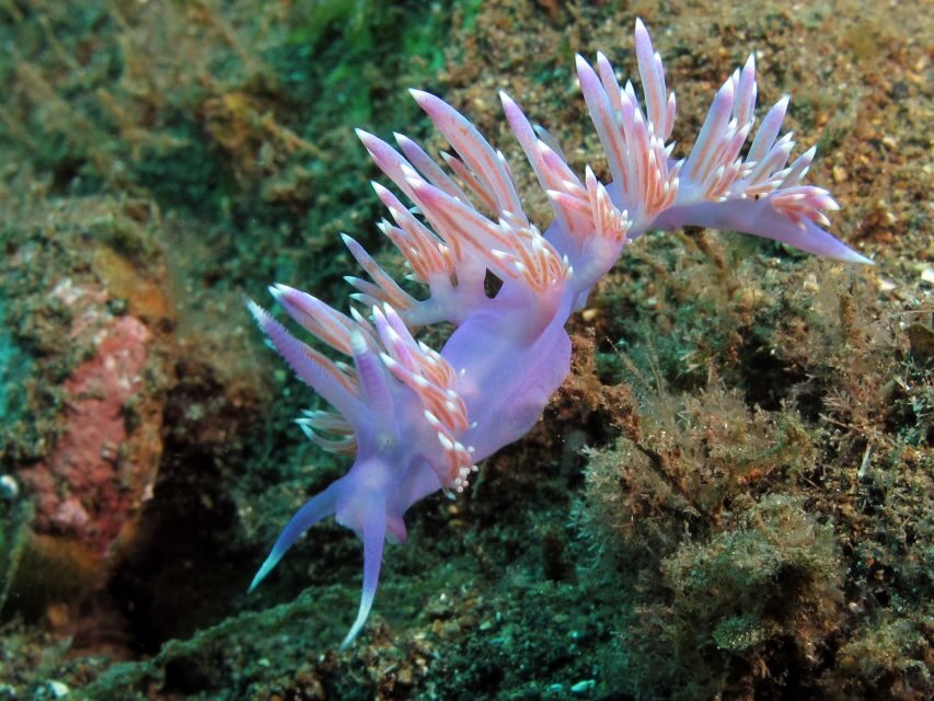 Gran Canaria Scuba Diving for Certified Divers - Key points worth knowing before you go