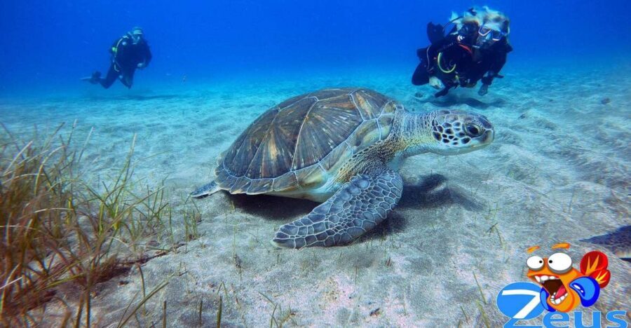 Gran Canaria Scuba Diving for Certified Divers - Underwater life in Gran Canaria: why this day works for certified scuba folks