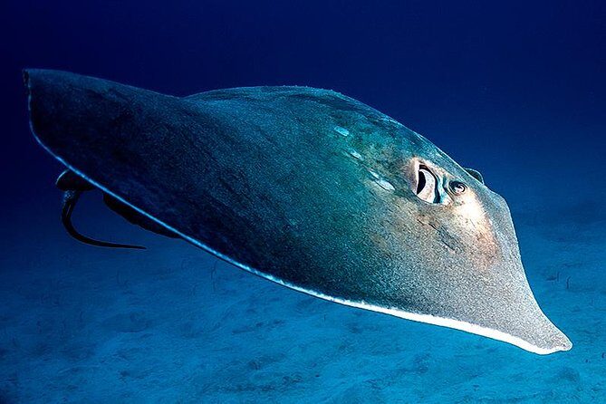 Guided Boat Dives for Certified Divers - Key highlights to know before you go