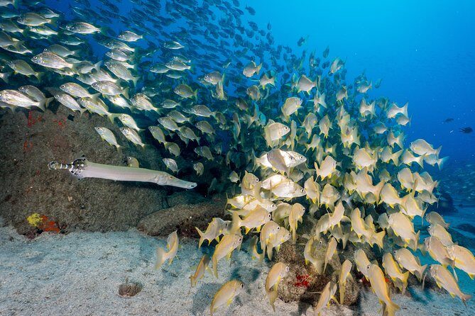 Guided Boat Dives for Certified Divers - Price and value: where the $60.47 fits in