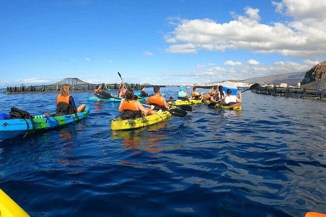Guided Kayak Tour From Los Cristianos Beach Tenerife - Key highlights you should care about