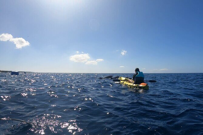 Guided Kayak Tour From Los Cristianos Beach Tenerife - Getting to Los Cristianos and starting on the right foot