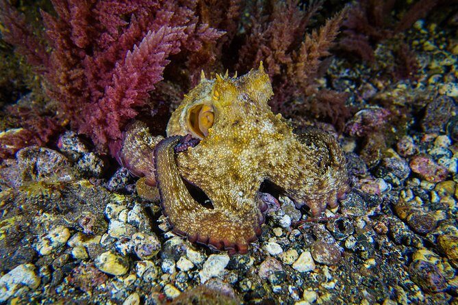 guided Scuba Diving on Tenerife (for certified divers) - Tenerife’s underwater conditions: why this works so well for certified divers