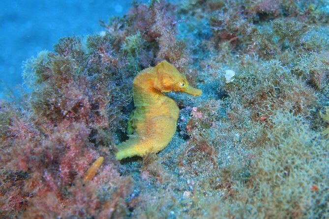 guided Scuba Diving on Tenerife (for certified divers) - The island route approach: choosing timing and chasing conditions