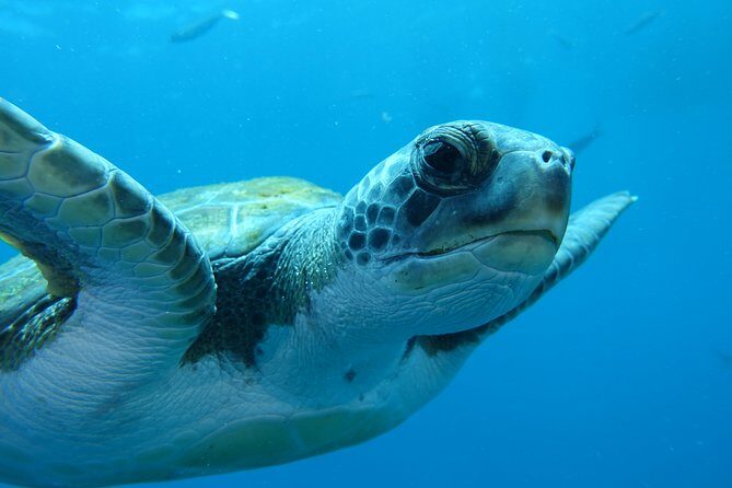 guided Scuba Diving on Tenerife (for certified divers) - What you’ll actually see: wildlife, wildlife, wildlife