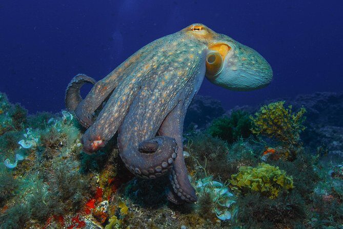 guided Scuba Diving on Tenerife (for certified divers) - Instructor-led safety and comfort: what “physically able to dive” really means