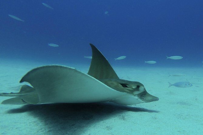 guided Scuba Diving on Tenerife (for certified divers) - Price and what you get for $180.20 in Tenerife