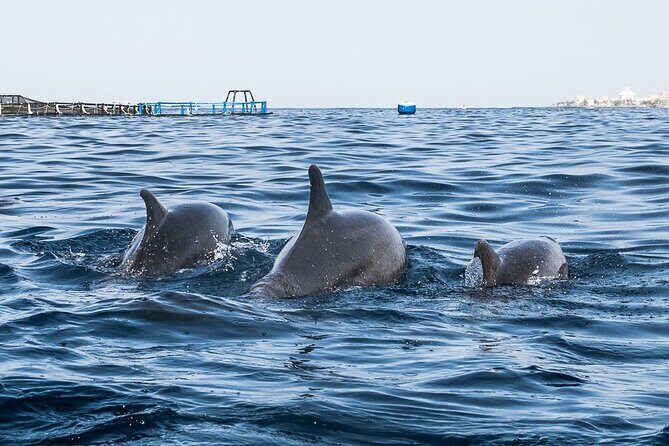 Kayak Safari with Dolphin and Turtle Watching in Guaza - The 3-hour pacing: kayaking time, snorkeling time, and a return with tides