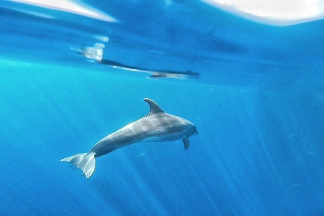 Kayak Safari with Dolphin and Turtle Watching in Guaza - Snorkeling gear rental: what’s included and what you should expect