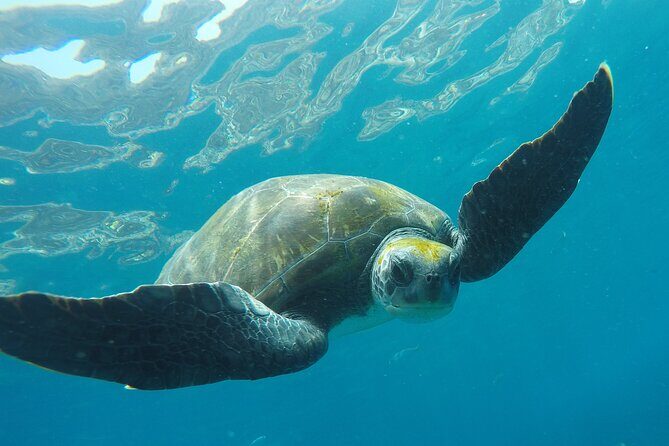 Kayaking + snorkeling with turtles - The turtle snorkeling session: guided, limited time, and very nature-dependent