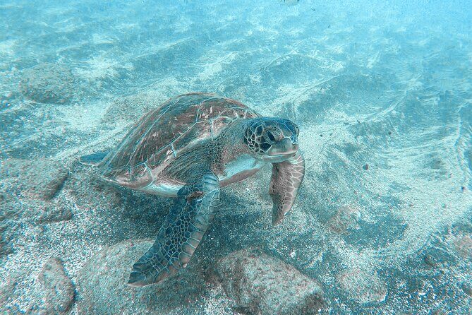 Kayaking + snorkeling with turtles - Pacing and choppy-water reality: what to do if you’re new or tired