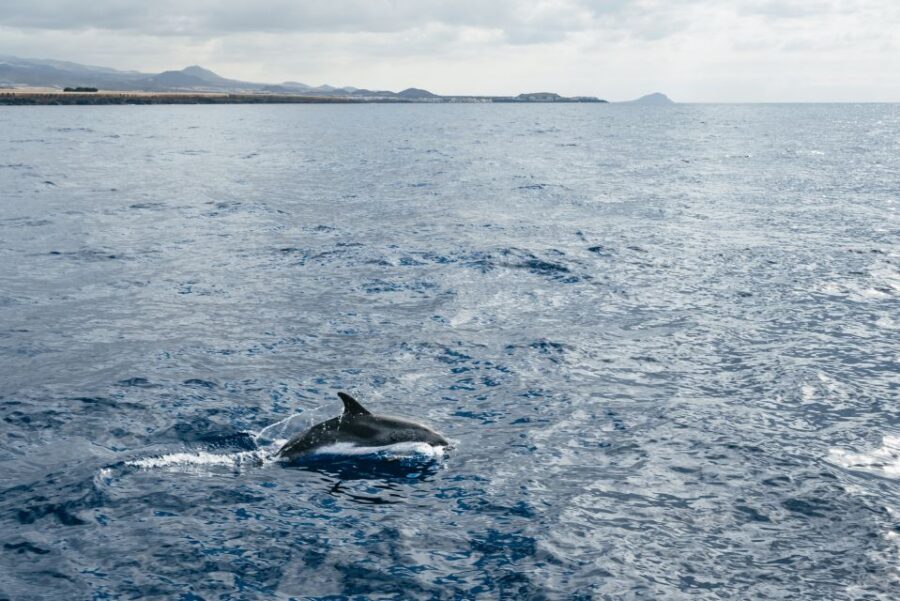 Las Galletas: Whale & Dolphin Tour with Local Skipper - The swim and snorkel stop: crystal water, plus real-world sea conditions
