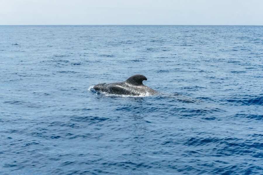 Las Galletas: Whale & Dolphin Tour with Local Skipper - Who should book this Las Galletas whale and dolphin cruise