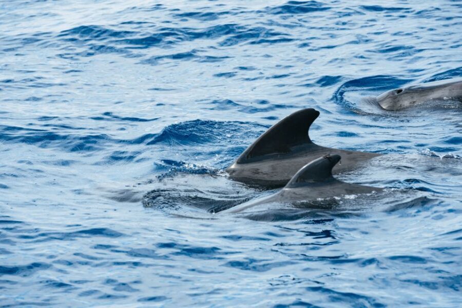 Las Galletas: Whale & Dolphin Tour with Local Skipper - Wildlife spotting off Tenerife: whales, dolphins, and turtles when luck is with you