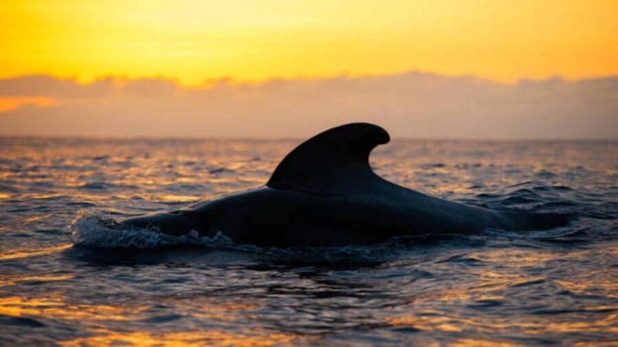 Los Cristianos: Eco Yacht Whale Watching Tour at Sunset - What You Might See: Whales, Dolphins, Turtles, and Friends