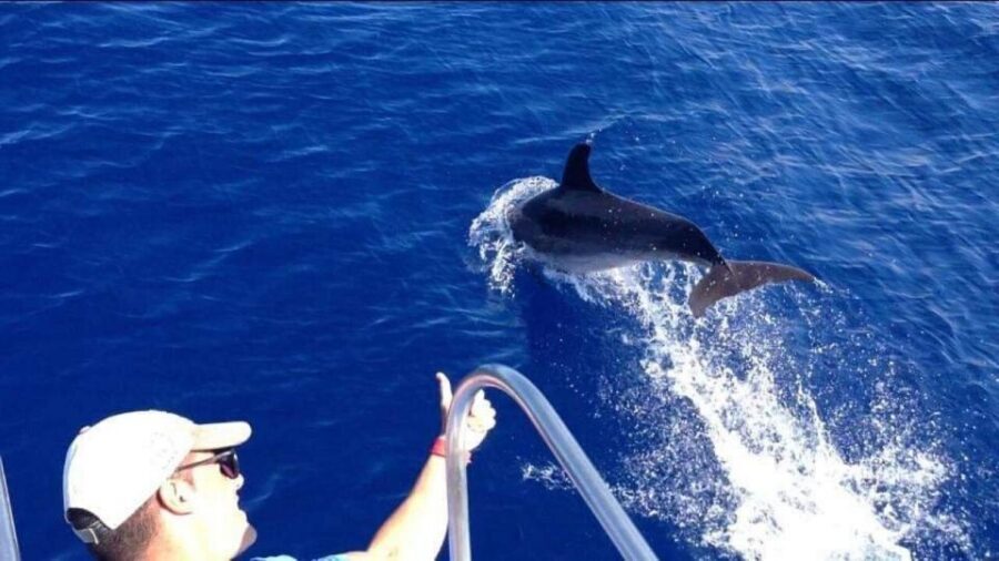 Los Cristianos: Eco Yacht Whale Watching Tour at Sunset - Ethical Watching: The Rules Behind a Respectful Trip