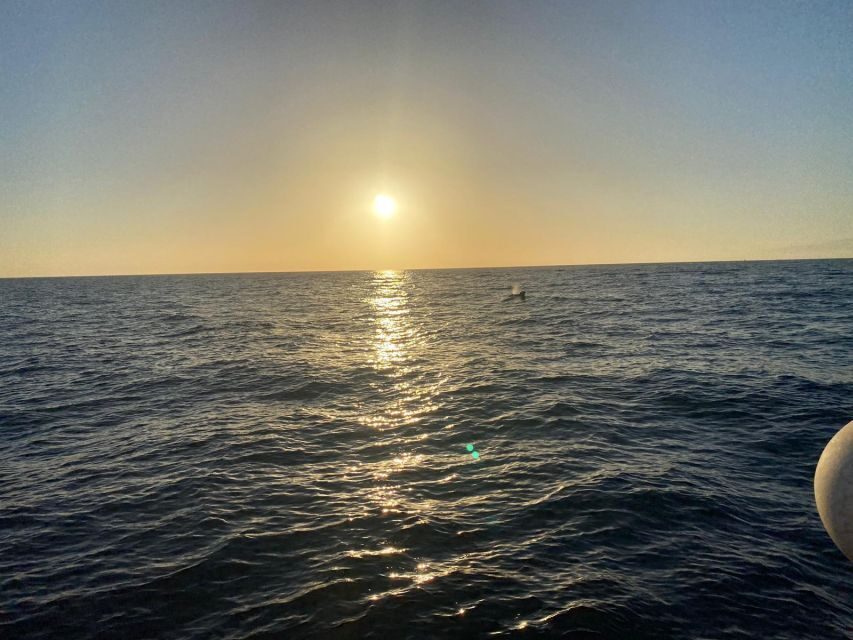 Los Cristianos: Eco Yacht Whale Watching Tour at Sunset - The Swim Stop: When the Timing Lets You Go In