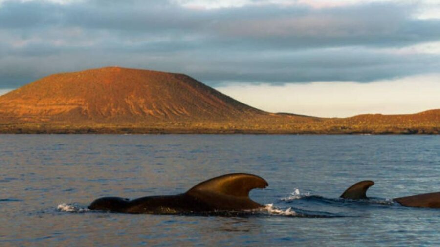 Los Cristianos: Eco Yacht Whale Watching Tour at Sunset - Guides, Photos, and the Small Things You’ll Appreciate