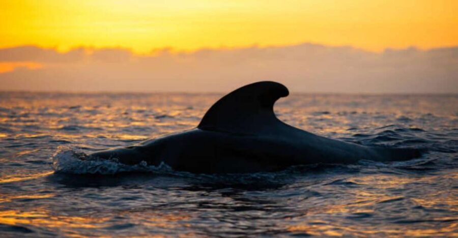 Los Cristianos: Eco Yacht Whale Watching Tour at Sunset - The Boat: The Design Choice That Makes the Difference
