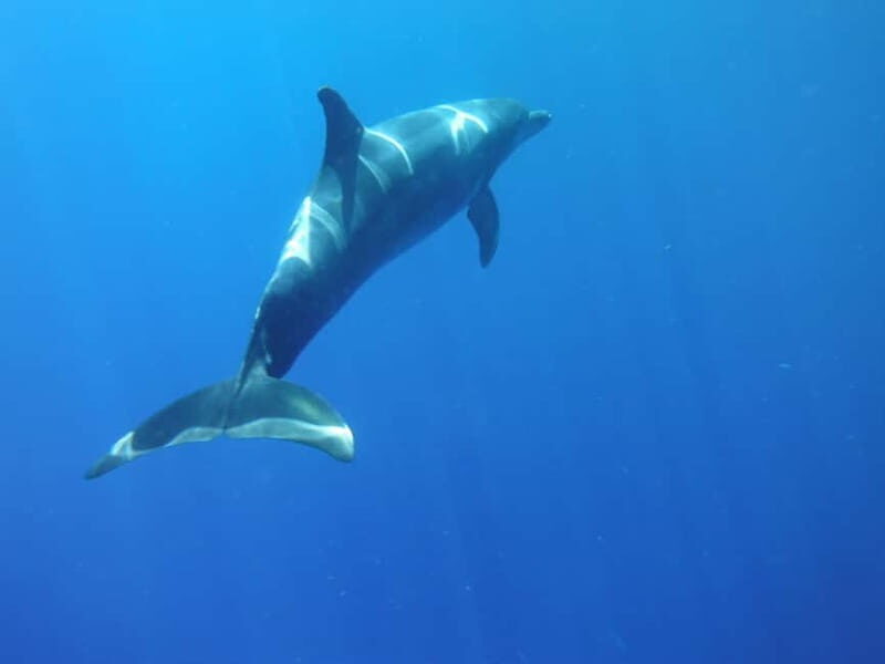 Los Cristianos: Kayak and Snorkel with Turtles and Photos - Key points that matter before you go