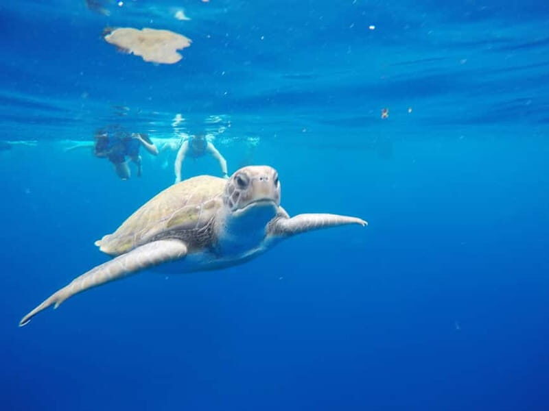 Los Cristianos: Kayak and Snorkel with Turtles and Photos - Stop by stop: from Los Cristianos beach to volcanic cliffs