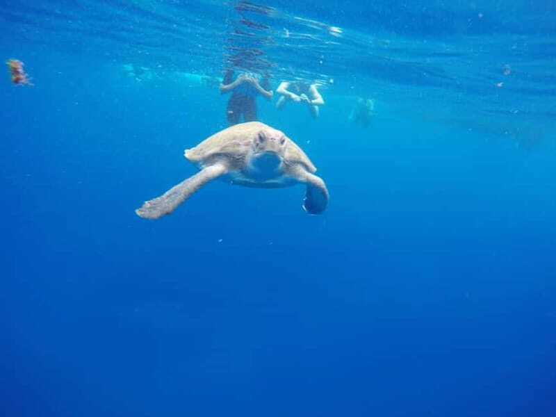 Los Cristianos: Kayak and Snorkel with Turtles and Photos - Sea cave snorkeling: turtles, fish, and the best kind of wow factor