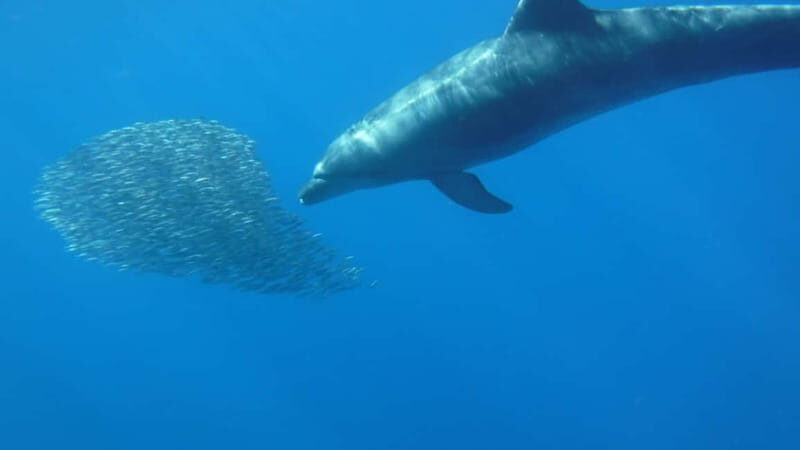 Los Cristianos: Kayak and Snorkel with Turtles and Photos - Dolphin searching: how to think about the 80–90% note