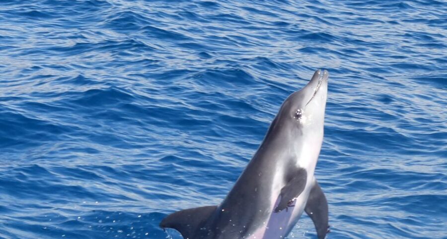 Los Cristianos Respectful No-Chase Whale and Dolphin Safari - Key highlights you’ll actually care about