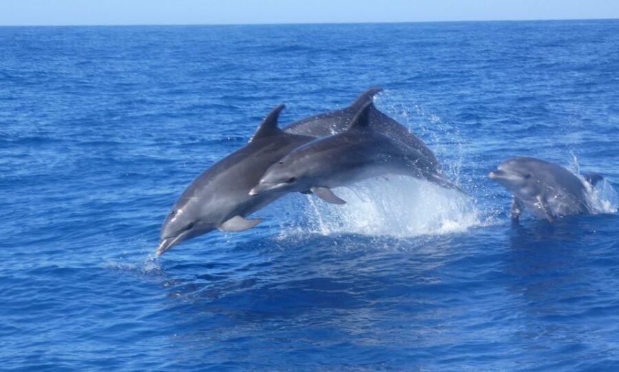 Los Cristianos Respectful No-Chase Whale and Dolphin Safari - Who this safari is perfect for (and who should skip it)