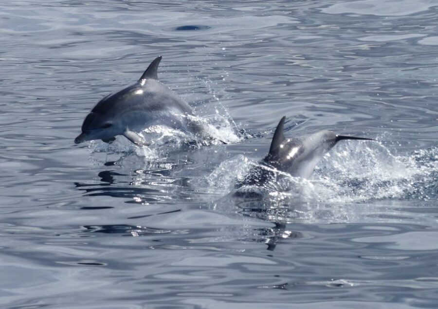 Los Cristianos Respectful No-Chase Whale and Dolphin Safari - Why this Los Cristianos whale safari feels different