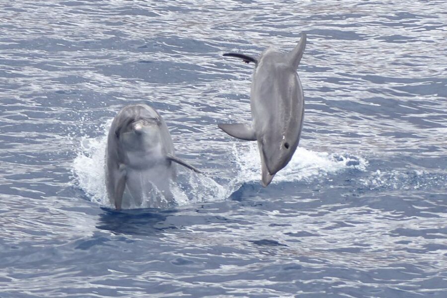 Los Cristianos Respectful No-Chase Whale and Dolphin Safari - The strict no-chase policy: what it means in real life