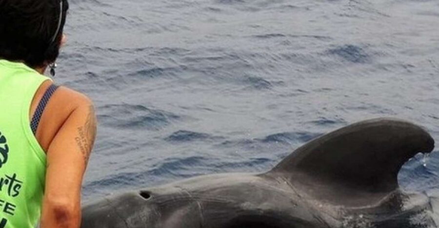 Los Cristianos Respectful No-Chase Whale and Dolphin Safari - Two hours on the water: how the timing shapes the experience
